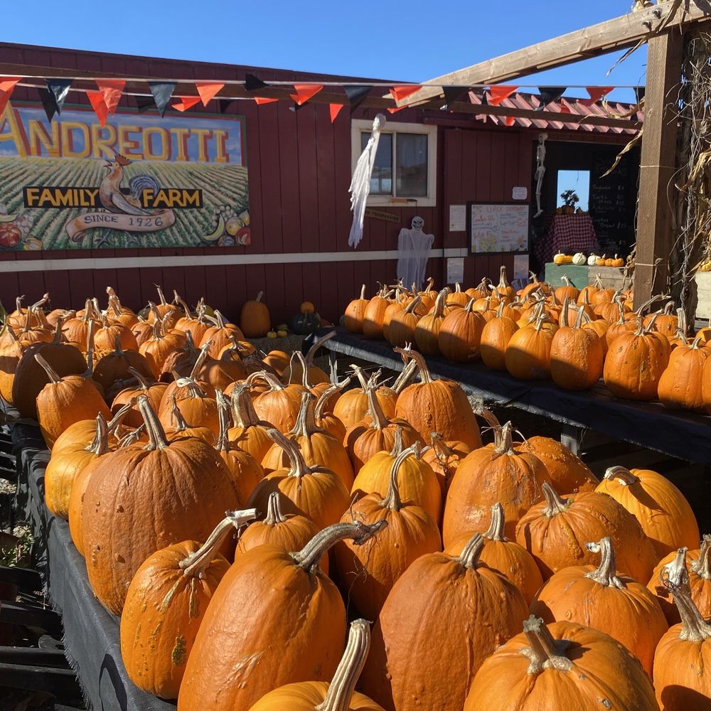 TOP 10 BEST Sunflower Field in Solano County, CA - Updated 2026 - Yelp