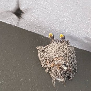 AMLI 300 - Birds love to nest here every year - Apartments Near Me - Austin, Texas