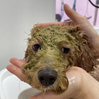 Pawtastic - Pet Groomers Near Me - Tustin, California Pawtastic - Pet Groomers Near Me - Tustin, California