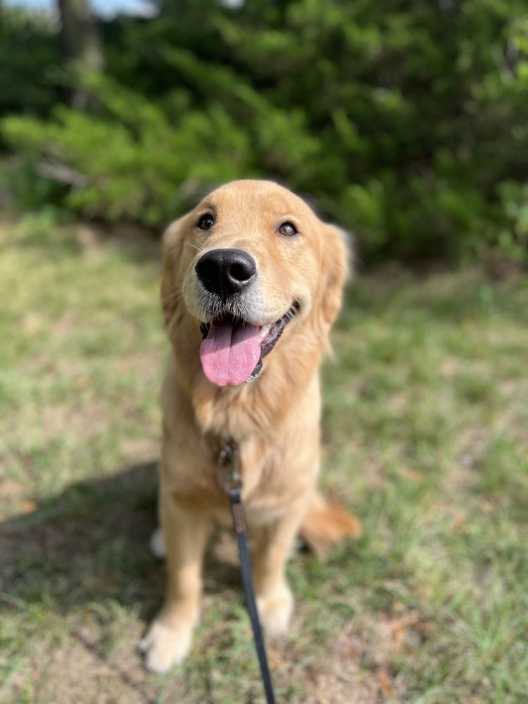 NUTTY PUPS CANINE CLUB Updated October 2024 37 Photos Alexandria, Virginia Dog Walkers