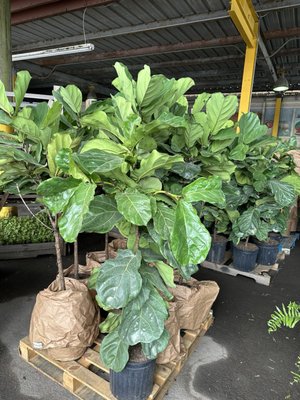 Alabama Farmers Market by null