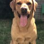 Wolfgang's Way Dog Training