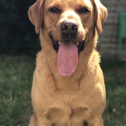 Wolfgang's Way Dog Training