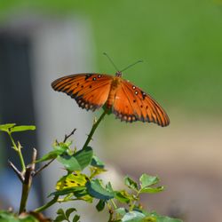 Beaumont Botanical Gardens