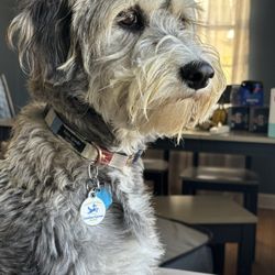 Four Paws Pet Service - My new puppy Ellie .. who loves Four Paws daycare, grooming and boarding.