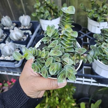 Mickey Hargitay Plants - Nurseries & Gardening Near Me - Los Angeles, California Mickey Hargitay Plants - Nurseries & Gardening Near Me - Los Angeles, California