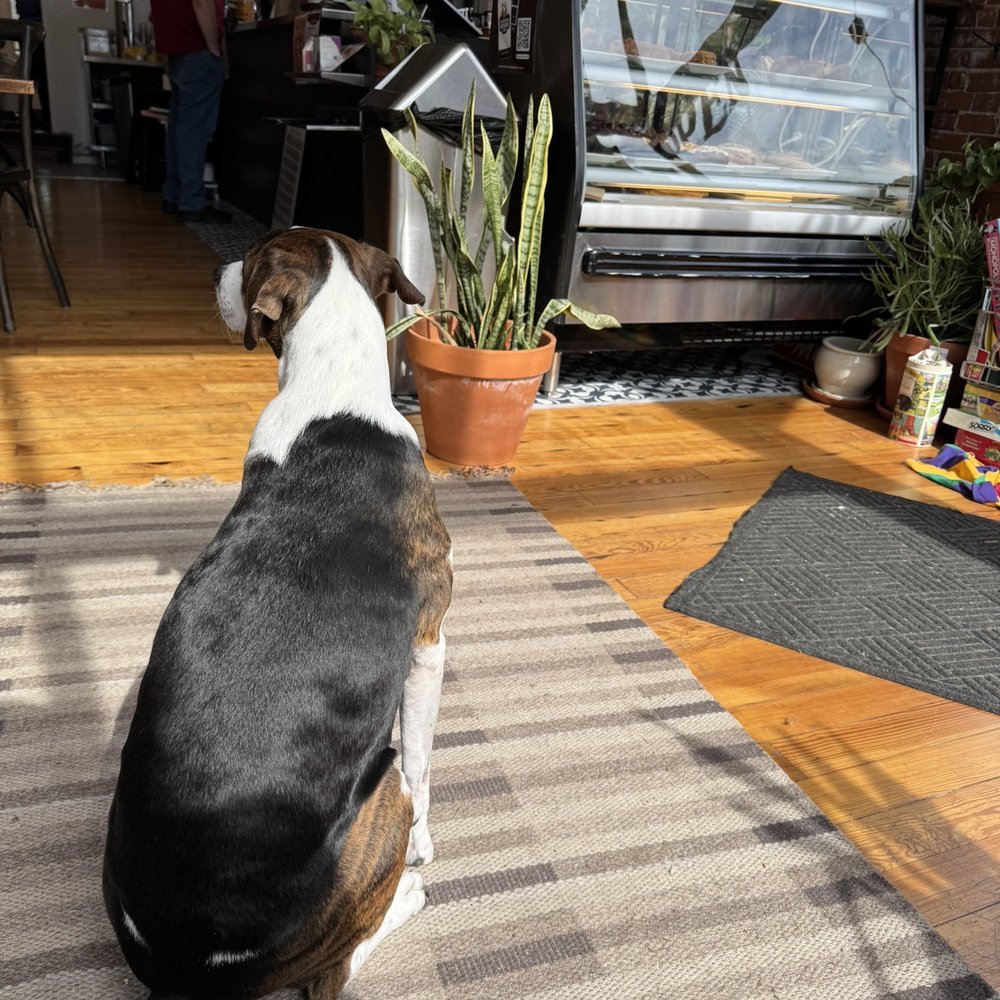 Shop dog Shop dog