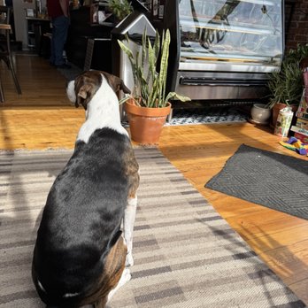 Mountain House Cafe - Shop dog - Coffee & Tea Near Me - St. Louis, Missouri