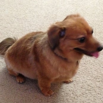 PetSmart - Pet Stores Near Me - Chula Vista, California