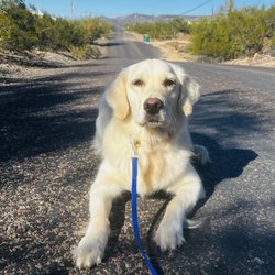 Arizona Custom Canine