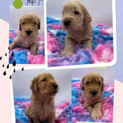 NK Ranch Goldendoodle Treasures by Nonie's Korner - Spring 2023 Goldendoodle Puppies 4-weeks