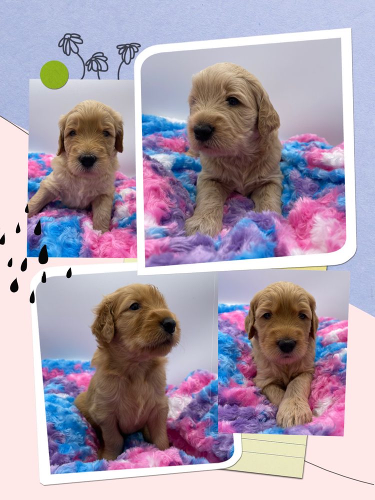 NK RANCH GOLDENDOODLE TREASURES BY NONIE’S KORNER Updated June 2024