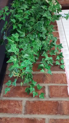 Ranch-O Family Restaurant by null