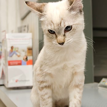 Abilene Veterinary Clinic - Pet Groomers Near Me - Abilene, Texas Abilene Veterinary Clinic - Pet Groomers Near Me - Abilene, Texas