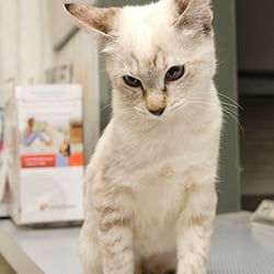 Abilene Veterinary Clinic