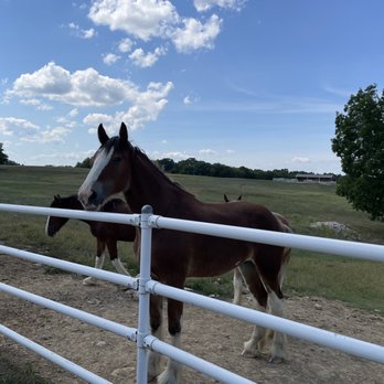 Warm Springs Ranch - Clydesdale - Tours Near Me - Boonville, Missouri Warm Springs Ranch - Clydesdale - Tours Near Me - Boonville, Missouri