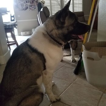 Royalty Akitas - Cooper 1 year - Pet Stores Near Me - Lincoln, California