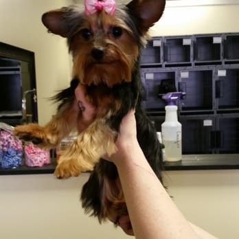 Wag N Swag - Pet Training Near Me - Obetz, Ohio Wag N Swag - Pet Training Near Me - Obetz, Ohio