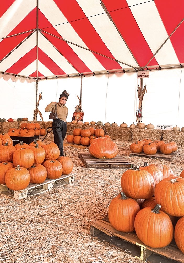 MR. JACK O’ LANTERNS PUMPKINS Updated November 2024 25 Photos