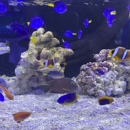 Baby blue hippo tangs super cute !!