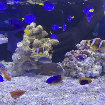 Reef Lounge USA - Baby blue hippo tangs super cute !! - Aquarium Services Near Me - Anaheim, California