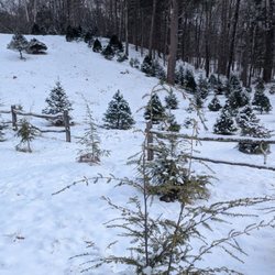 Bees Fleas & Trees
