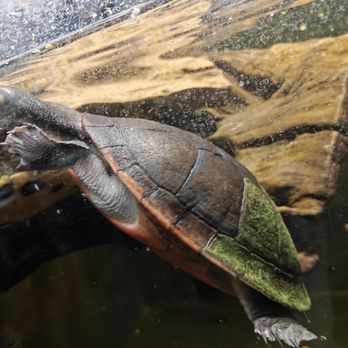 Fish Happens - Cool turtle - Aquariums Near Me - Indianapolis, Indiana Fish Happens - Cool turtle - Aquariums Near Me - Indianapolis, Indiana