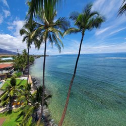 Spikeless Palms Of Hawaii - We love you Spikeless Palms of Hawaii! Thank you for caretaking the Lahaina palms. We miss you.