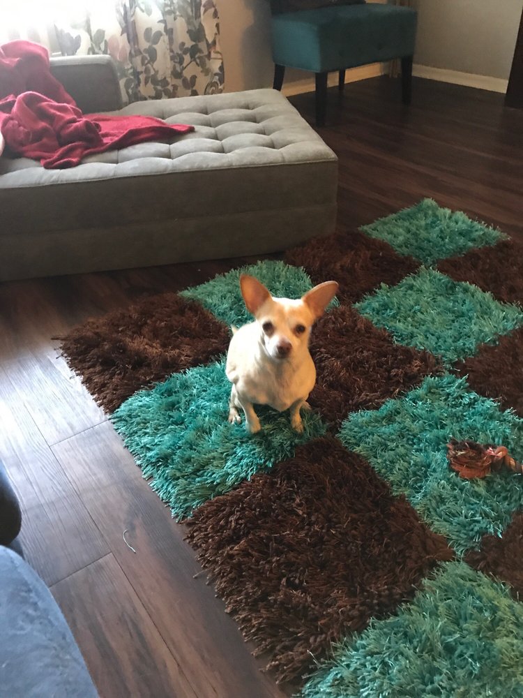 GROOMING STARS 40 Photos & 24 Reviews 17429 Burbank Blvd, Encino