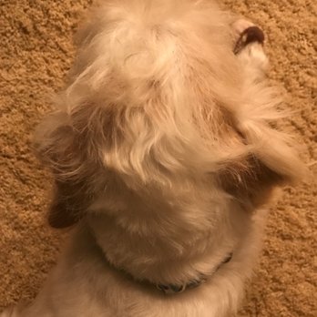 Isabel's Dog Grooming - Not one part of this cutting on the top of his head and back of his neck makes sense. - Pet Groomers Near Me - Peoria, Arizona