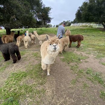Canzelle Alpacas - Farms Near Me - Carpinteria, California Canzelle Alpacas - Farms Near Me - Carpinteria, California