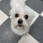 Photo of Puptown Grooming Salon