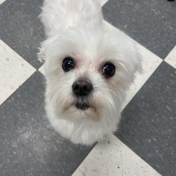 Puptown Grooming Salon - A happy client; she's very scared and our goal was solely to bath her and clean up her face