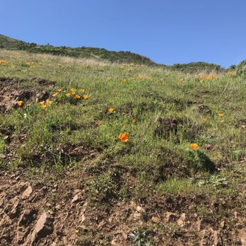 Tennessee Valley - California Poppies Everywhere - Hiking Near Me - Mill Valley, California Tennessee Valley - California Poppies Everywhere - Hiking Near Me - Mill Valley, California