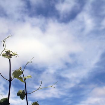 Rails Nap - Vineyard and sky at Rails Nap - Wine Tasting Room Near Me - Paso Robles, California Rails Nap - Vineyard and sky at Rails Nap - Wine Tasting Room Near Me - Paso Robles, California