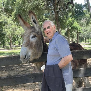 Gypsy Gold Horse Farm - Cute donkey(s) - Walking Tours Near Me - Ocala, Florida Gypsy Gold Horse Farm - Cute donkey(s) - Walking Tours Near Me - Ocala, Florida