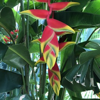 Lincoln Park Conservatory - Cool plant - Parks Near Me - Chicago, Illinois Lincoln Park Conservatory - Cool plant - Parks Near Me - Chicago, Illinois