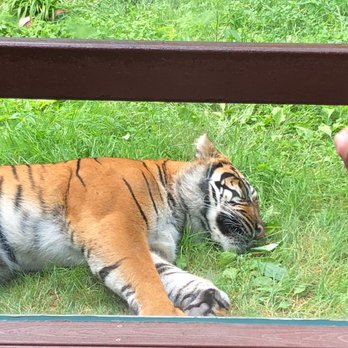 Toronto Zoo - Tiger - Zoos Near Me - Toronto, Ontario Toronto Zoo - Tiger - Zoos Near Me - Toronto, Ontario