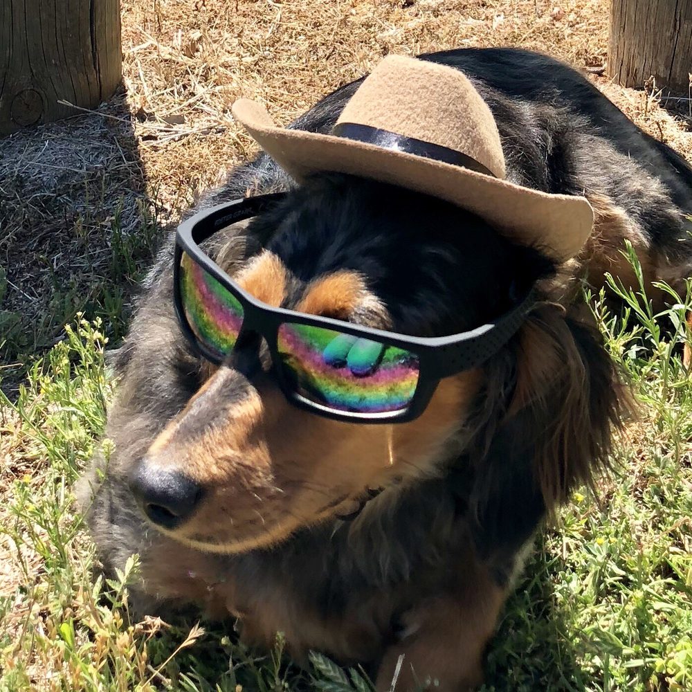 Dogologie - Ft Richardson State Park Jacksboro, TX - Pet Stores Near Me - Fredericksburg, Texas