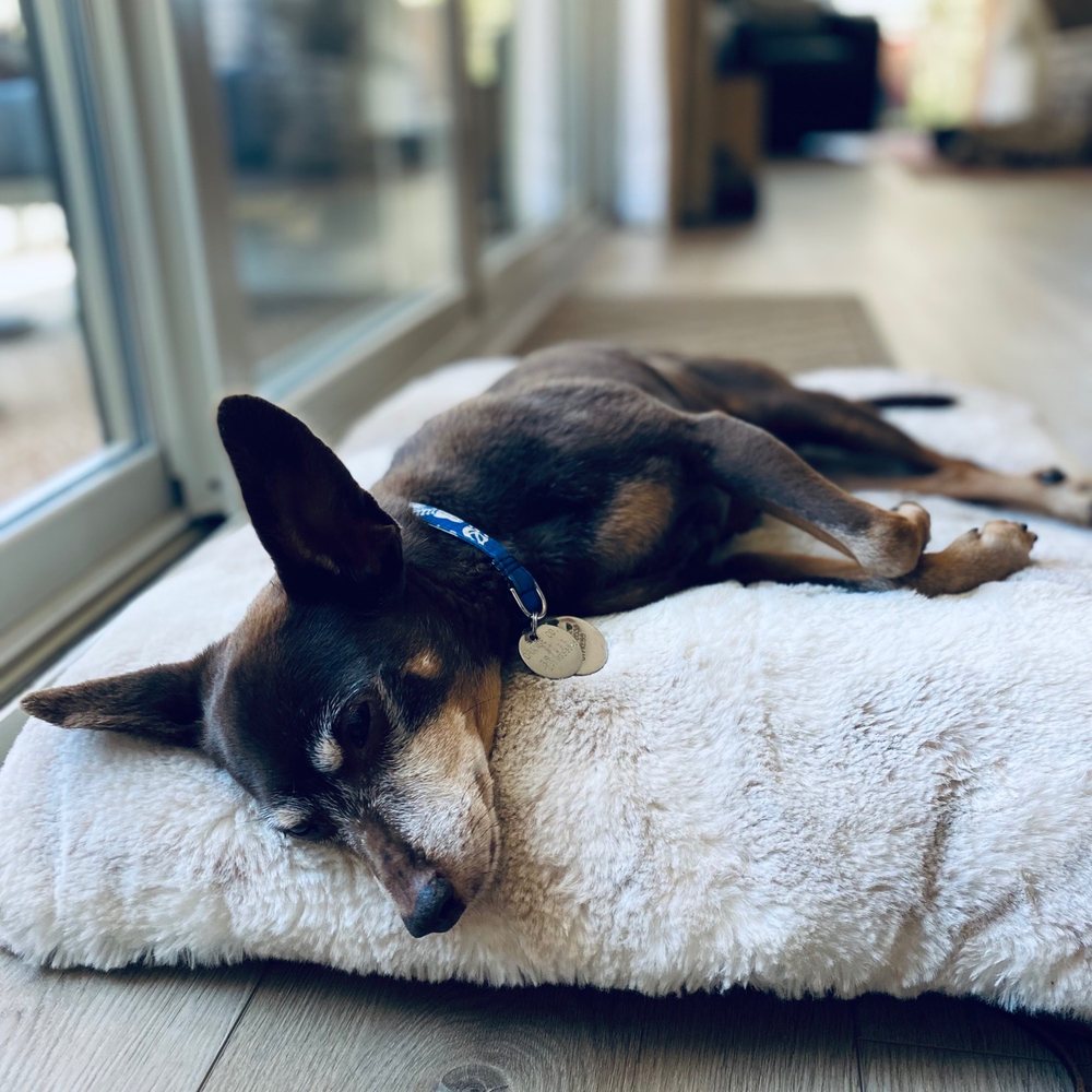 TOP 10 BEST Reptile Vet near Laguna Niguel, CA 92677 - Updated 2026 - Yelp