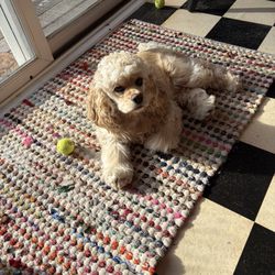 Pinky's Dog Grooming - Little Miss Murphy
