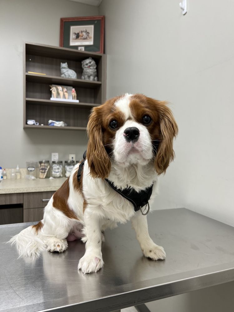 BLUE CROSS PET CLINIC Updated September 2024 20 Photos & 52 Reviews