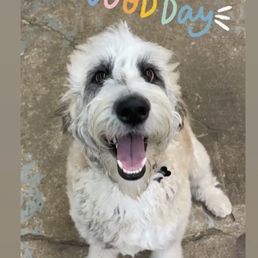 Zoey at Daycare - just one very happy pup!
