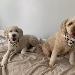 Synergy Pet Salon - Honey bunny & peanut butter! Happy groomed pups