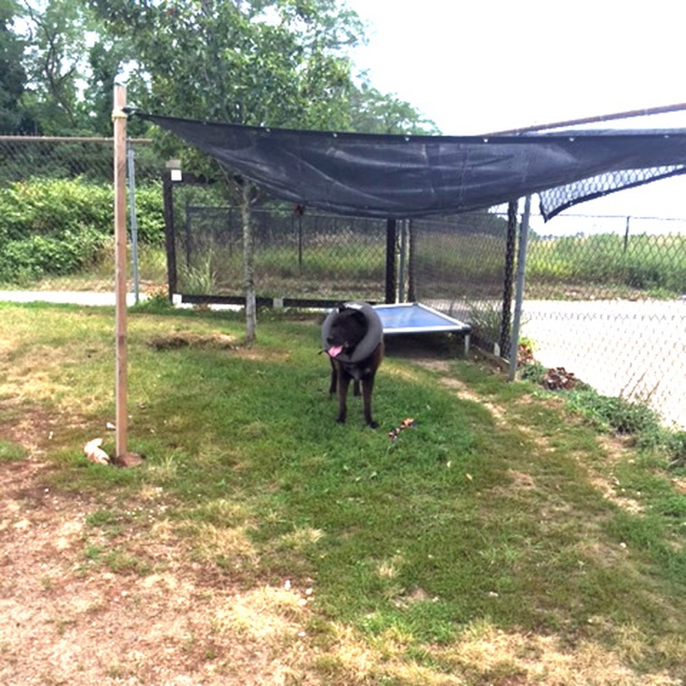 Riverhead Animal Shelter - Waiting adoption at Riverhead Shelter - Animal Shelters Near Me - Riverhead, New York Riverhead Animal Shelter - Waiting adoption at Riverhead Shelter - Animal Shelters Near Me - Riverhead, New York