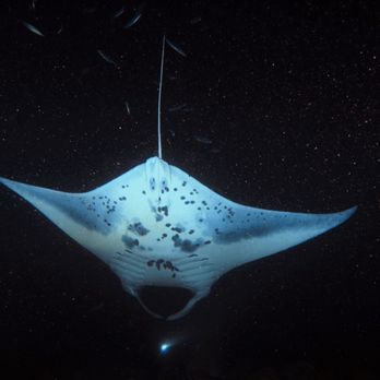 Torpedo Tours - night manta dive - Boating Near Me