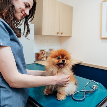 Bond Vet - Lower East Side - Veterinarians Near Me - Manhattan, New York Bond Vet - Lower East Side - Veterinarians Near Me - Manhattan, New York