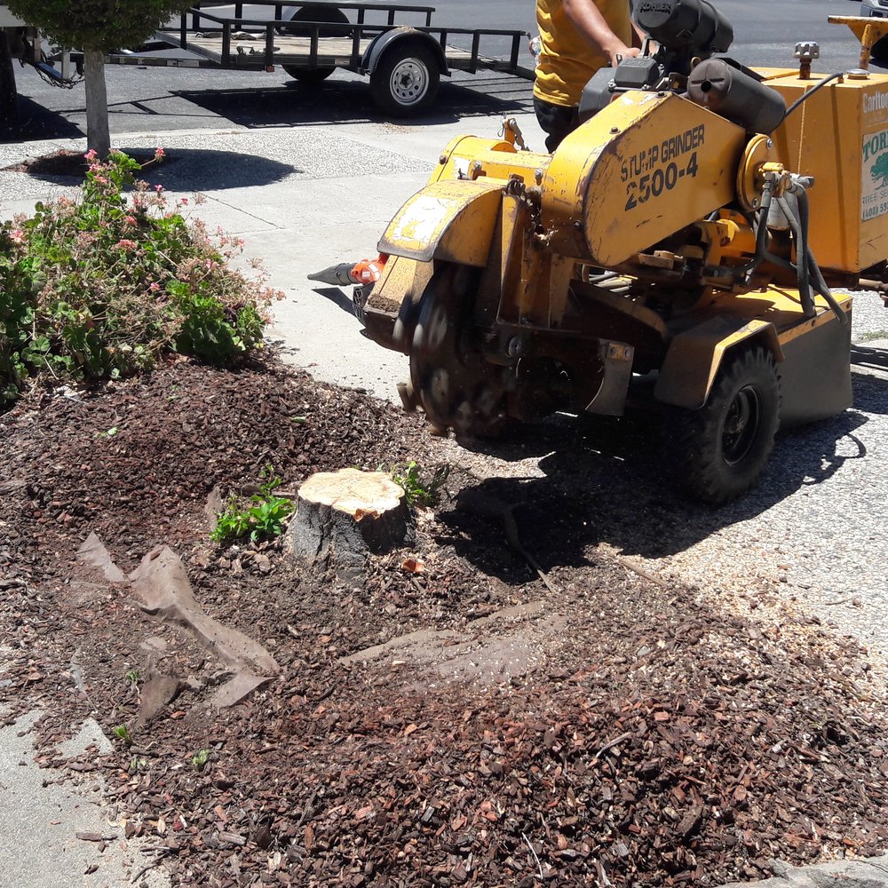Torres Tree Service - Tree Services Near Me - San Jose, California