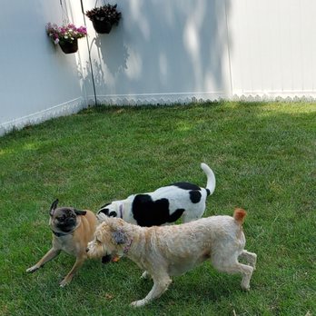 Sarah's Dog Haven - Pet Sitting Near Me - Frederick, Maryland Sarah's Dog Haven - Pet Sitting Near Me - Frederick, Maryland
