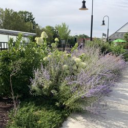 Amtrak - Ashland - Plants are pretty